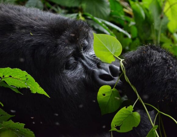 4 days Uganda gorilla trekking
