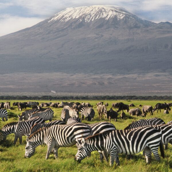 tour kenya, Tanzania and Zanzibar wit Africa Bush Safari