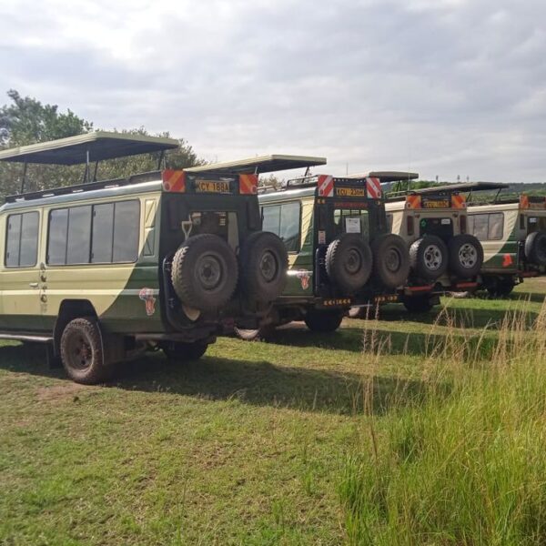 3 days, 2 nights Maasai Mara group joining budget Safari with a customized safari van