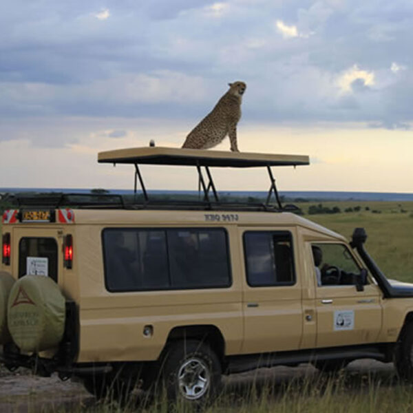 3 days, 2 nights Maasai Mara group joining budget Safari with a customized safari van