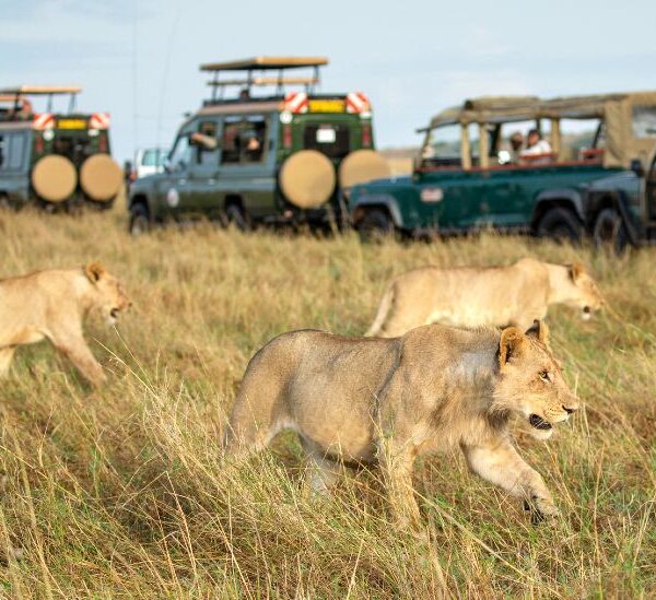maasai mara tour with african bushcats