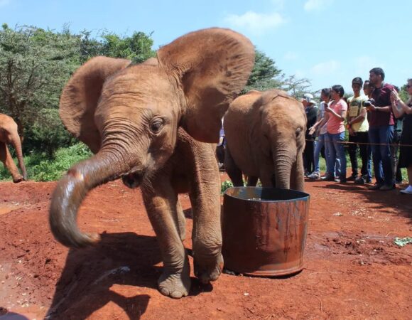 3 Hours Tour to David Sheldrick Elephant Orphanage